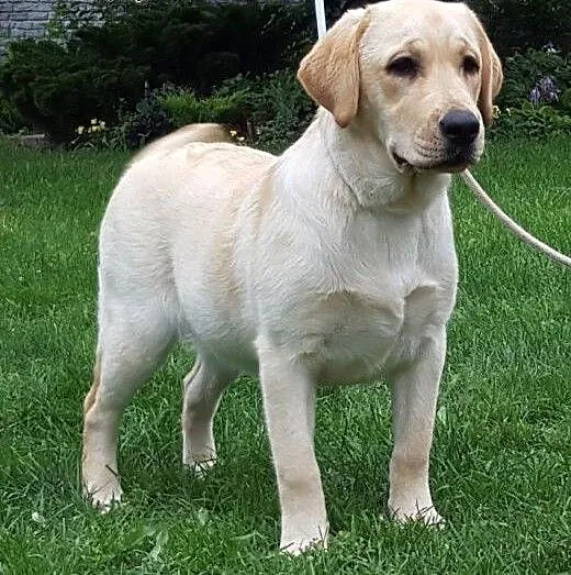 śliczna biszkoptowa suczka labradora, Labrador re