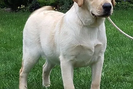 śliczna biszkoptowa suczka labradora,  Labrador re
