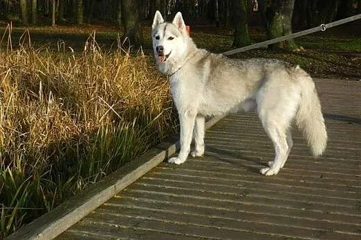 Agis - wesoły psiak husky czeka na adopcję,  dolno