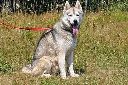 Agis - wesoły psiak husky czeka na adopcję,  dolno