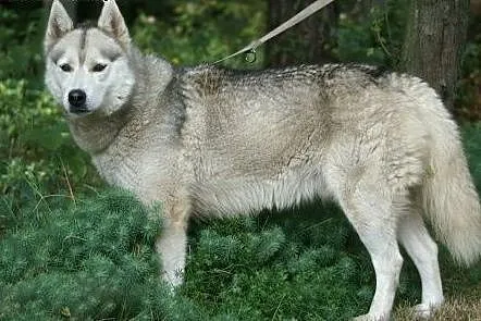Agis - wesoły psiak husky czeka na adopcję,  dolno