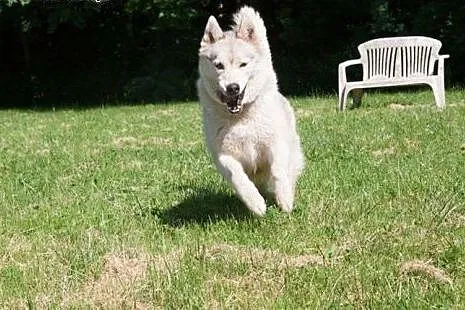 Agis - wesoły psiak husky czeka na adopcję,  dolno