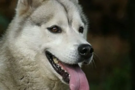 Agis - wesoły psiak husky czeka na adopcję,  dolno
