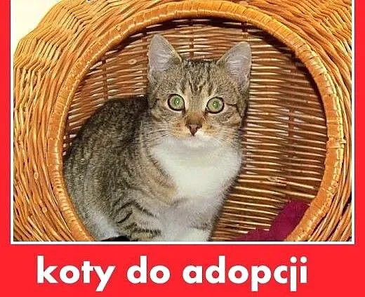 Z domu tymczasowego,kociczka,kocurki.ADOPCJA, ślą