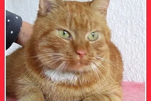 Z domu tymczasowego,kociczka,kocurki.ADOPCJA,  ślą