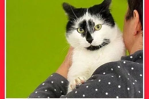 Z domu tymczasowego,kociczka,kocurki.ADOPCJA,  ślą