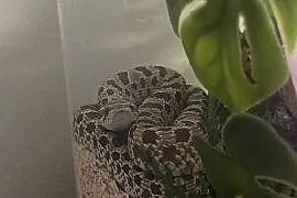 heterodon + pojemnik z wystrojem i termostatem + 20+ossesek