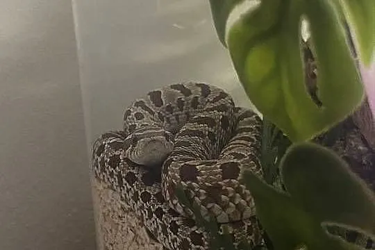 heterodon + pojemnik z wystrojem i termostatem + 20+ossesek