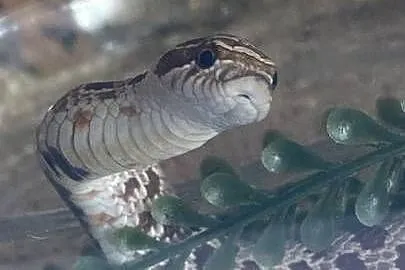 heterodon + pojemnik z wystrojem i termostatem + 20+ossesek, Śląskie, Katowice