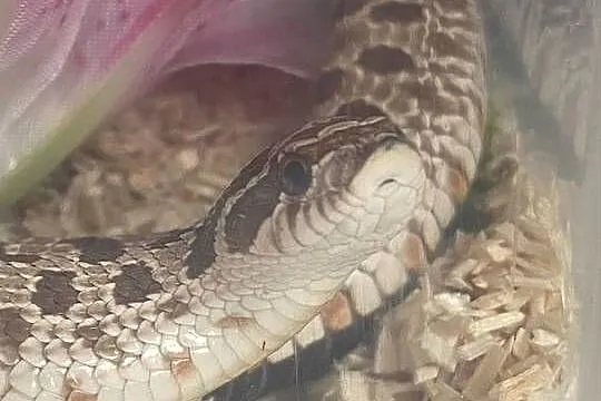 heterodon + pojemnik z wystrojem i termostatem + 20+ossesek, Śląskie, Katowice