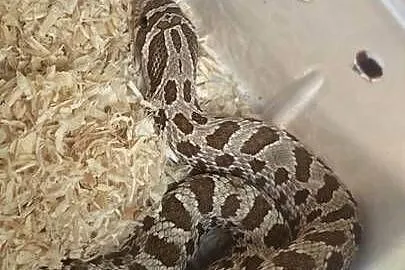 heterodon + pojemnik z wystrojem i termostatem + 20+ossesek, Śląskie, Katowice