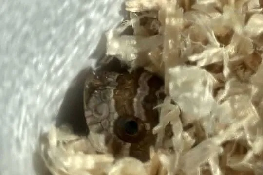 heterodon + pojemnik z wystrojem i termostatem + 20+ossesek, Śląskie, Katowice