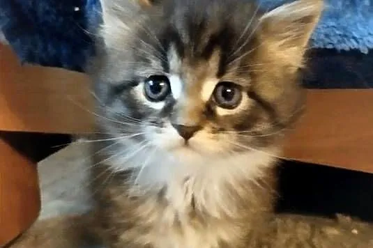 Pati – to śliczna kotka rasy Maine Coon
