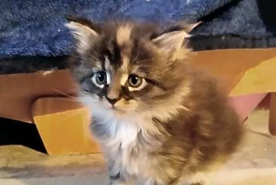 Pati – to śliczna kotka rasy Maine Coon, Lubuskie, Zielona Góra