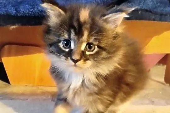 Pati – to śliczna kotka rasy Maine Coon, Lubuskie, Zielona Góra