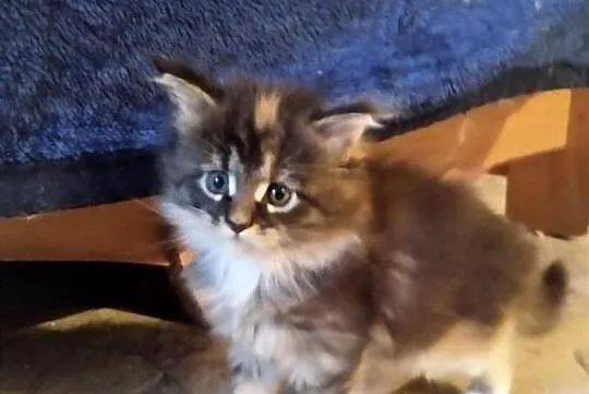 Pati – to śliczna kotka rasy Maine Coon, Lubuskie, Zielona Góra