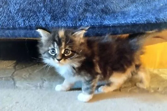 Pati – to śliczna kotka rasy Maine Coon, Lubuskie, Zielona Góra