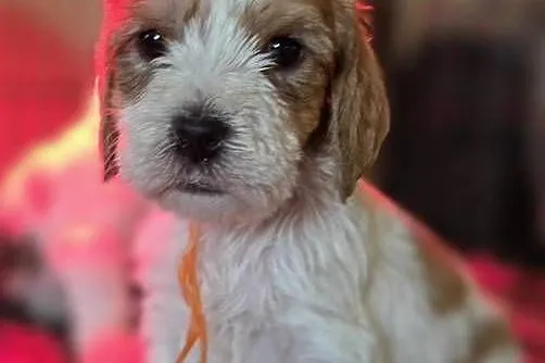 Petit Basset Griffon Vendeen