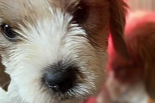 Petit Basset Griffon Vendeen, Łódzkie, Sieradz