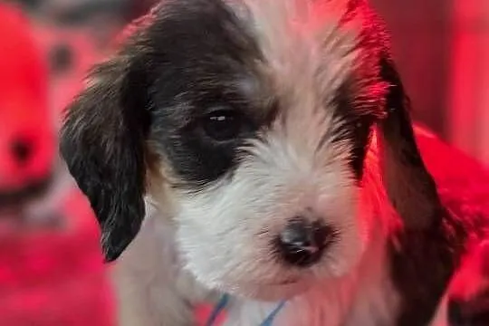 Petit Basset Griffon Vendeen, Łódzkie, Sieradz