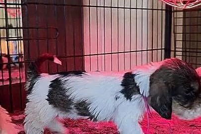 Petit Basset Griffon Vendeen, Łódzkie, Sieradz