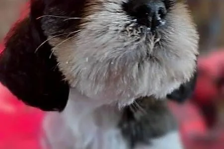 Petit Basset Griffon Vendeen, Łódzkie, Sieradz