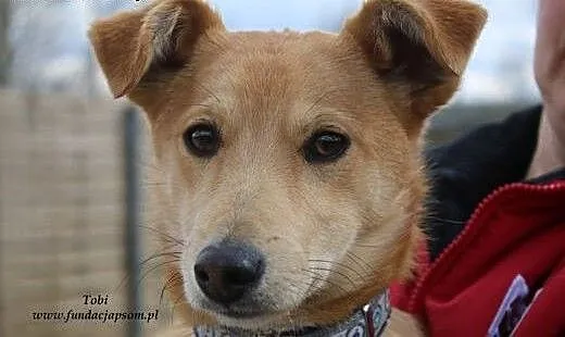 Tobi - słodki rudzielec, mazowieckie Nowy Dwór Ma