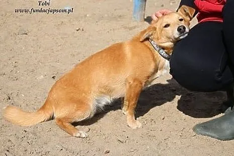 Tobi - słodki rudzielec,  mazowieckie Nowy Dwór Ma