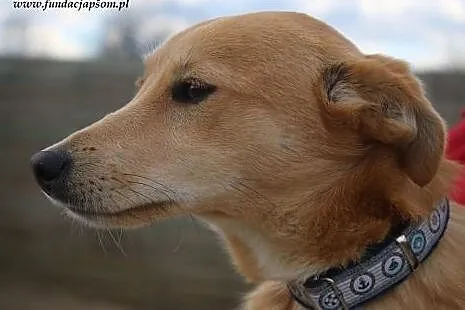 Tobi - słodki rudzielec,  mazowieckie Nowy Dwór Ma