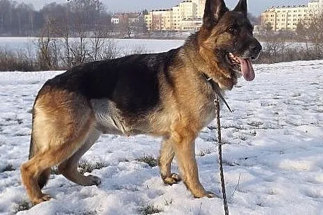 Roxana w typie owczarka niemieckiego,  warmińsko-m