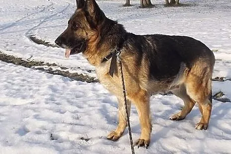 Roxana w typie owczarka niemieckiego,  warmińsko-m