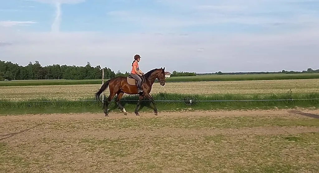 Ogier małopolski AA, ,