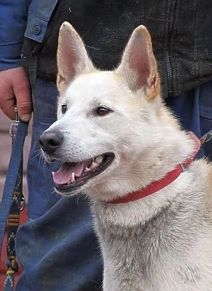 CEZAR - młody, fajny mix husky'ego do adopcji