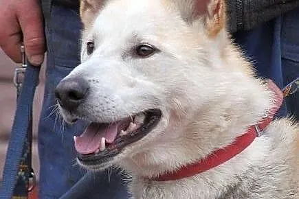 CEZAR - młody, fajny mix husky'ego do adopcji