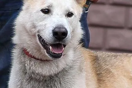 CEZAR - młody, fajny mix husky'ego do adopcji
