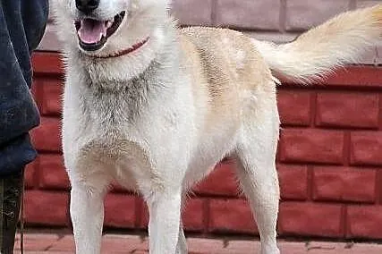 CEZAR - młody, fajny mix husky'ego do adopcji