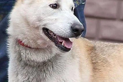 CEZAR - młody, fajny mix husky'ego do adopcji