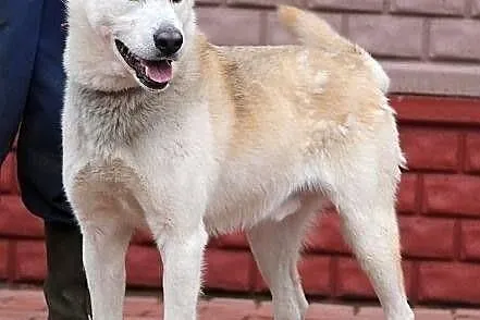 CEZAR - młody, fajny mix husky'ego do adopcji