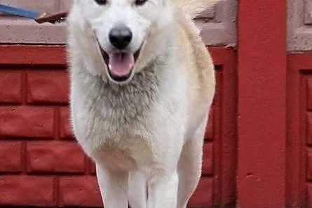 CEZAR - młody, fajny mix husky'ego do adopcji