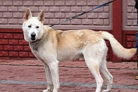 CEZAR - młody, fajny mix husky'ego do adopcji