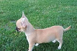Chihuahua delikatna dziewczynka