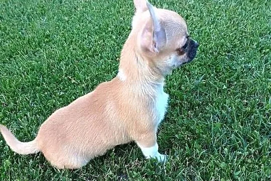 Chihuahua delikatna dziewczynka, Łódzkie, Kleszczów