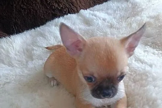 Chihuahua delikatna dziewczynka, Łódzkie, Kleszczów