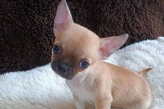Chihuahua delikatna dziewczynka, Łódzkie, Kleszczów