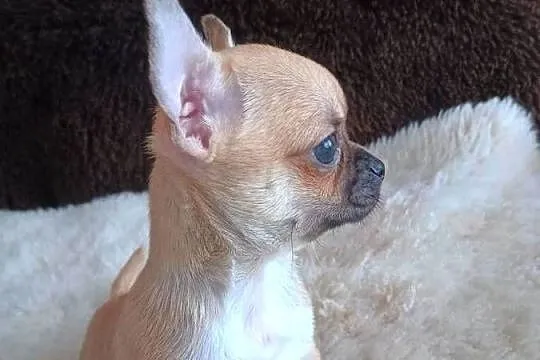 Chihuahua delikatna dziewczynka, Łódzkie, Kleszczów