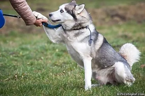 NADIR- mądry i towarzyski pies husky do adopcji,  