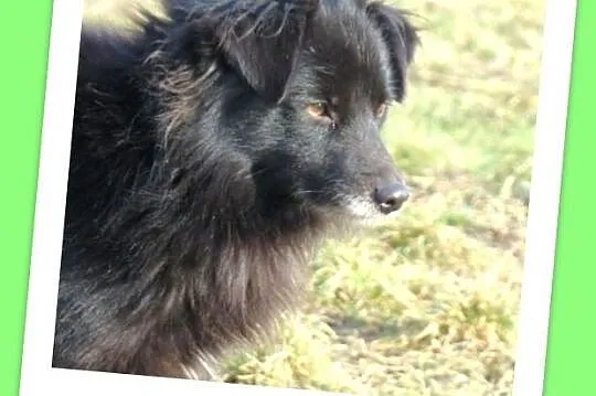 Szpic mix,psiak CZIKO 7 kg,spokojny, przyjacielski, łagodny_Adopcja_