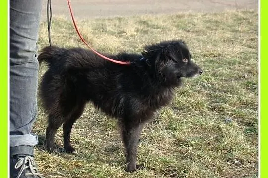 Szpic mix,psiak CZIKO 7 kg,spokojny, przyjacielski