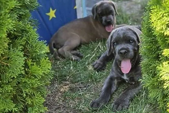 Cane Corao Italiano