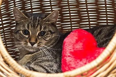 Bob. Fundacja Stawiamy Na Łapy,  małopolskie Krakó